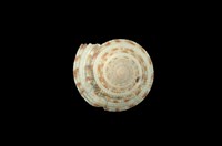 藏品(夸氏車輪螺)的圖片